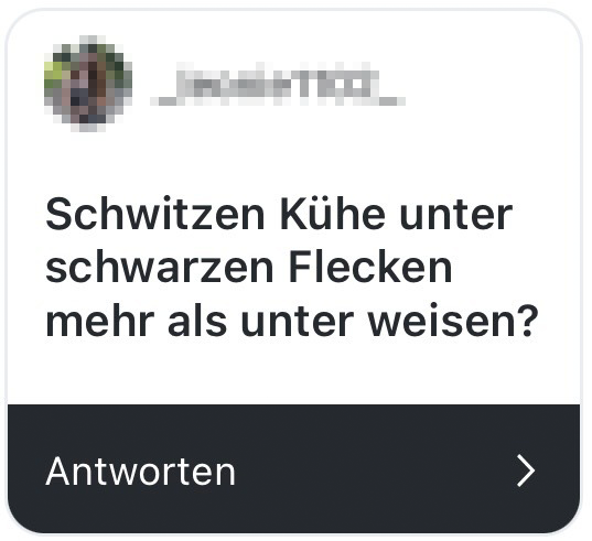 schwitzen kpühe unter schwarzen flecken mehr als unter weißen