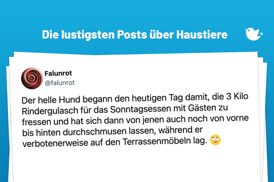 Der helle Hund begann den heutigen Tag damit, die 3 Kilo Rindergulasch für das Sonntagsessen mit Gästen zu fressen und hat sich dann von jenen auch noch von vorne bis hinten durchschmusen lassen, während er verbotenerweise auf den Terrassenmöbeln lag. 🙄