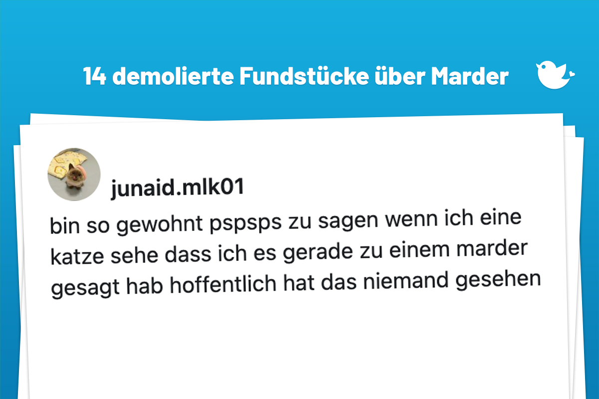 bin so gewohnt pspsps zu sagen wenn ich eine katze sehe dass ich es gerade zu einem marder gesagt hab hoffentlich hat das niemand gesehen