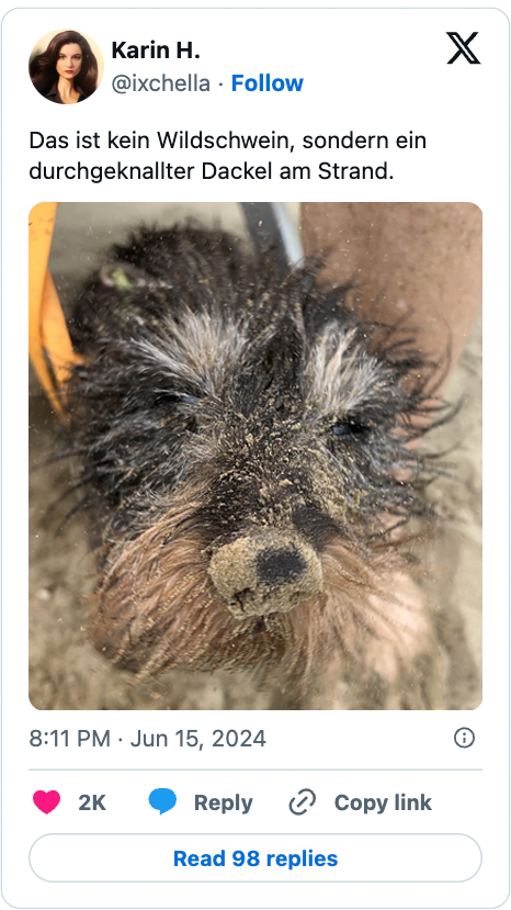 Das ist kein Wildschwein, sondern ein durchgeknallter Dackel am Strand.