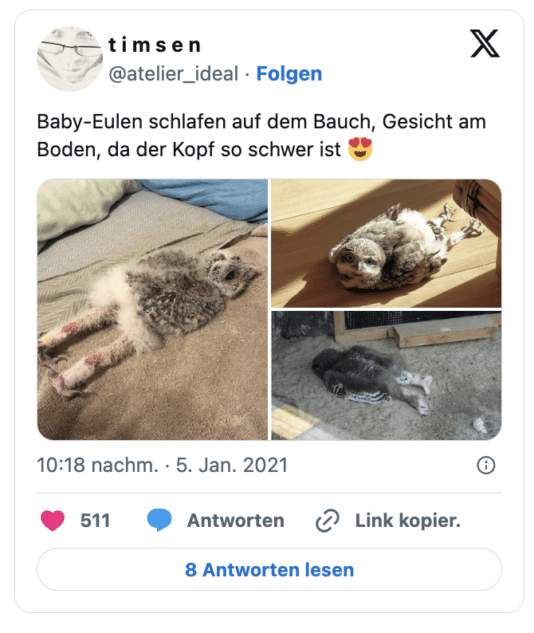 Baby-Eulen schlafen auf dem Bauch, Gesicht am Boden, da der Kopf so schwer ist 😍
