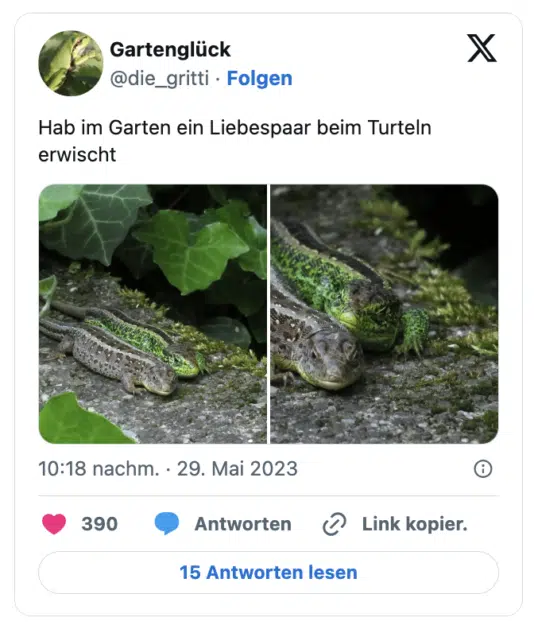 Hab im Garten ein Liebespaar beim Turteln erwischt
