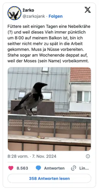 Füttere seit einigen Tagen eine Nebelkrähe (?) und weil dieses Vieh immer pünktlich um 8:00 auf meinem Balkon ist, bin ich seither nicht mehr zu spät in die Arbeit gekommen. Muss ja Nüsse vorbereiten. Stehe sogar am Wochenende deppat auf, weil der Moses (sein Name) vorbeikommt.
