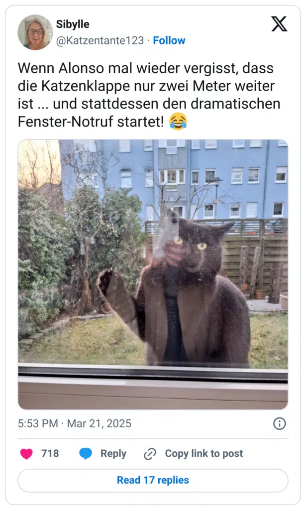 Wenn Alonso mal wieder vergisst, dass die Katzenklappe nur zwei Meter weiter ist ... und stattdessen den dramatischen Fenster-Notruf startet! 😂

