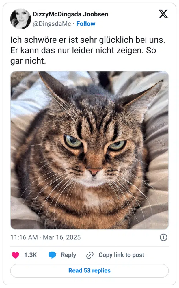 Ich schwöre er ist sehr glücklich bei uns. Er kann das nur leider nicht zeigen. So gar nicht.
