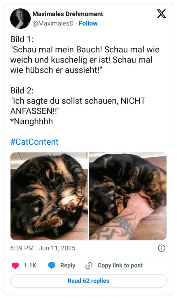 Bild 1:
"Schau mal mein Bauch! Schau mal wie weich und kuschelig er ist! Schau mal wie hübsch er aussieht!"

Bild 2:
"Ich sagte du sollst schauen, NICHT ANFASSEN!!"
*Nanghhhh

#CatContent