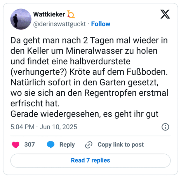Da geht man nach 2 Tagen mal wieder in den Keller um Mineralwasser zu holen und findet eine halbverdurstete (verhungerte?) Kröte auf dem Fußboden. Natürlich sofort in den Garten gesetzt, wo sie sich an den Regentropfen erstmal erfrischt hat. 
Gerade wiedergesehen, es geht ihr gut