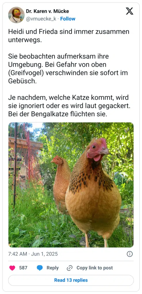 Heidi und Frieda sind immer zusammen unterwegs. 

Sie beobachten aufmerksam ihre Umgebung. Bei Gefahr von oben (Greifvogel) verschwinden sie sofort im Gebüsch. 

Je nachdem, welche Katze kommt, wird sie ignoriert oder es wird laut gegackert. Bei der Bengalkatze flüchten sie.