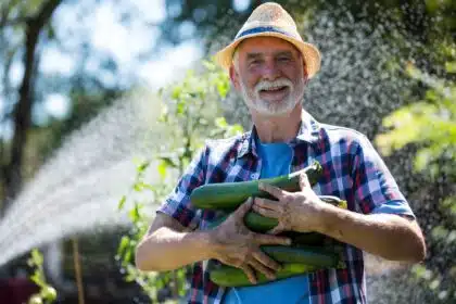 Älterer Mann mit Zucchini-Ernte im Garten – Hobbygärtner mit frischem Bio-Gemüse und schmutzigen Händen