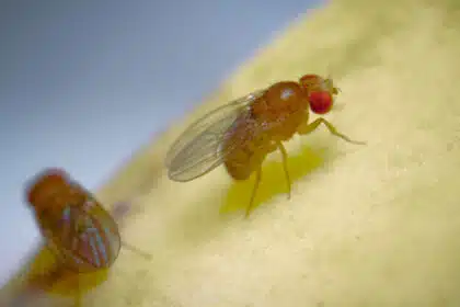 Makroaufnahme einer Fruchtfliege (Drosophila melanogaster) auf einer hellen Obstoberfläche