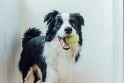 Hund spielt glücklich mit Tennisball.