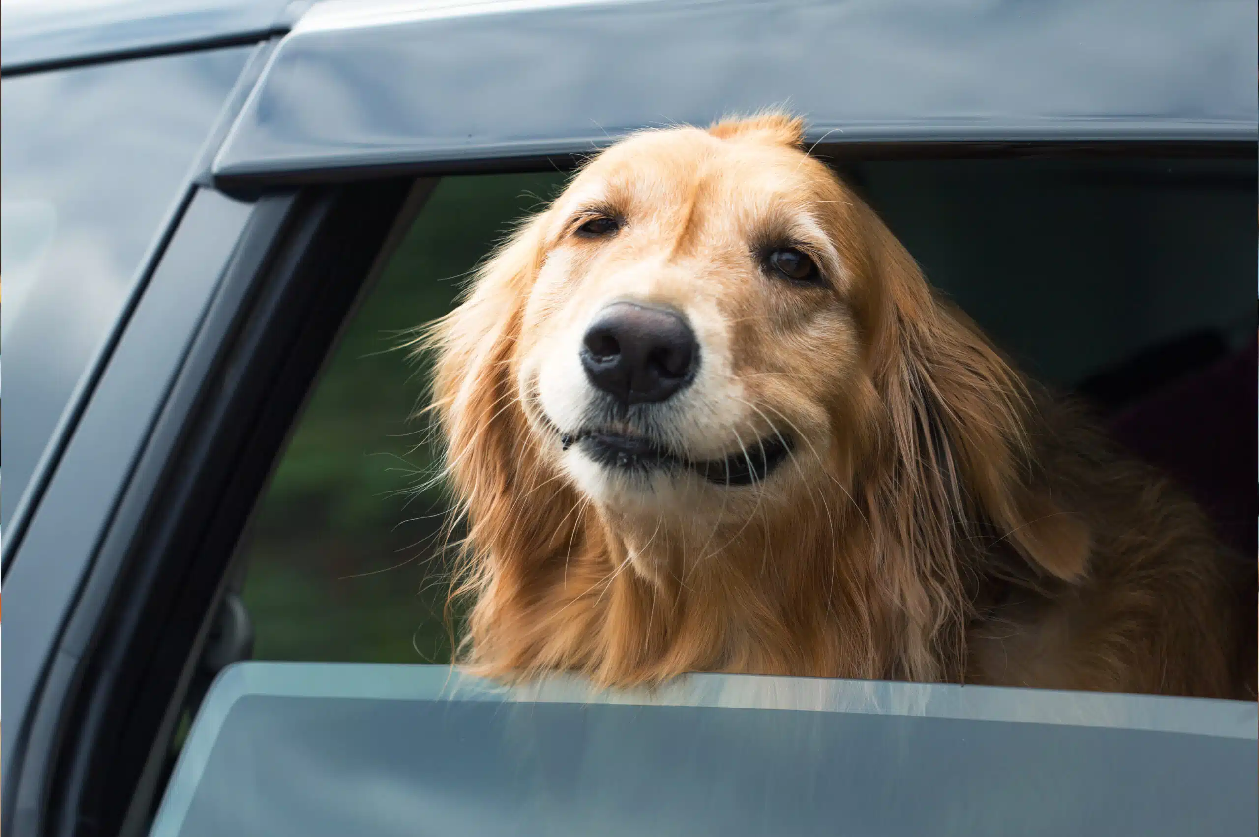 Alt-Text: Lachender Golden Retriever schaut aus dem Autofenster – perfektes Symbol für Sommer, gute Laune und tierische Abkühlungstipps.