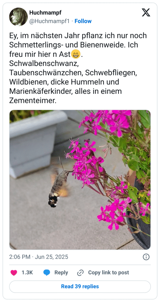 Ey, im nächsten Jahr pflanz ich nur noch Schmetterlings- und Bienenweide. Ich freu mir hier n Ast😁. Schwalbenschwanz, Taubenschwänzchen, Schwebfliegen, Wildbienen, dicke Hummeln und Marienkäferkinder, alles in einem Zementeimer.