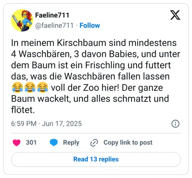 In meinem Kirschbaum sind mindestens 4 Waschbären, 3 davon Babies, und unter dem Baum ist ein Frischling und futtert das, was die Waschbären fallen lassen 😂😂😂 voll der Zoo hier! Der ganze Baum wackelt, und alles schmatzt und flötet.