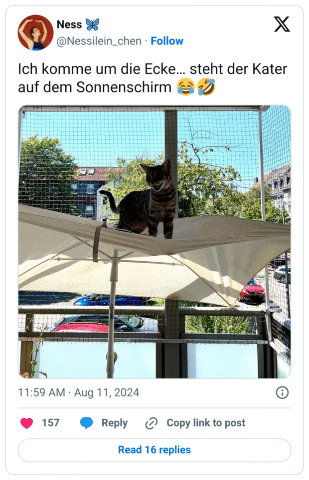 Ich komme um die Ecke… steht der Kater auf dem Sonnenschirm :freudentränen::sich_vor_lachen_auf_dem_boden_wälzen: