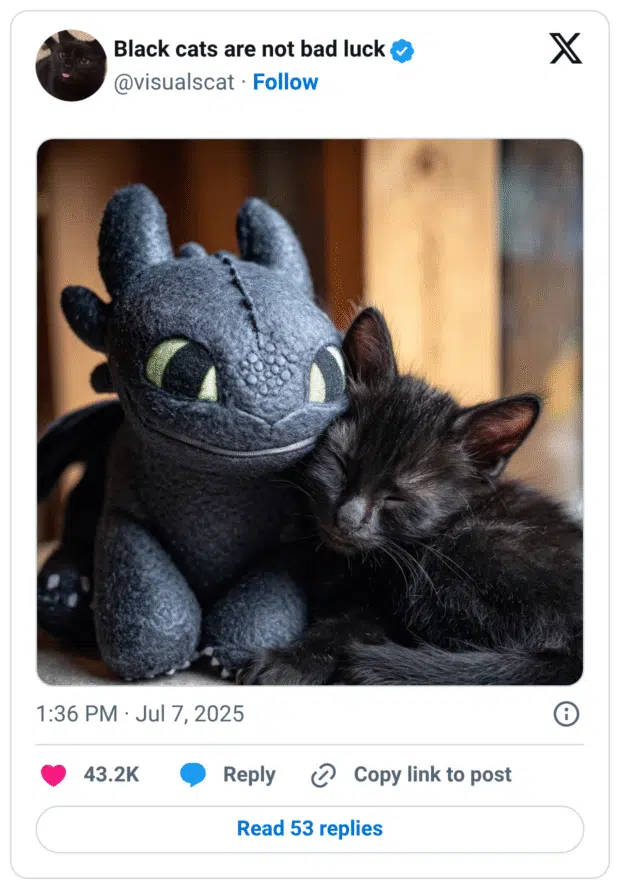 Ein schwarzes Kätzchen schläft mit geschlossenen Augen und angelehntem Kopf an einem Stofftier, das „Ohnezahn“, den Drachen aus Drachenzähmen leicht gemacht, darstellt. Die beiden sehen sich optisch sehr ähnlich – beide sind schwarz, mit großen Augen (beim Stofftier) und weichen Formen. Die Szene wirkt friedlich und herzerwärmend.
