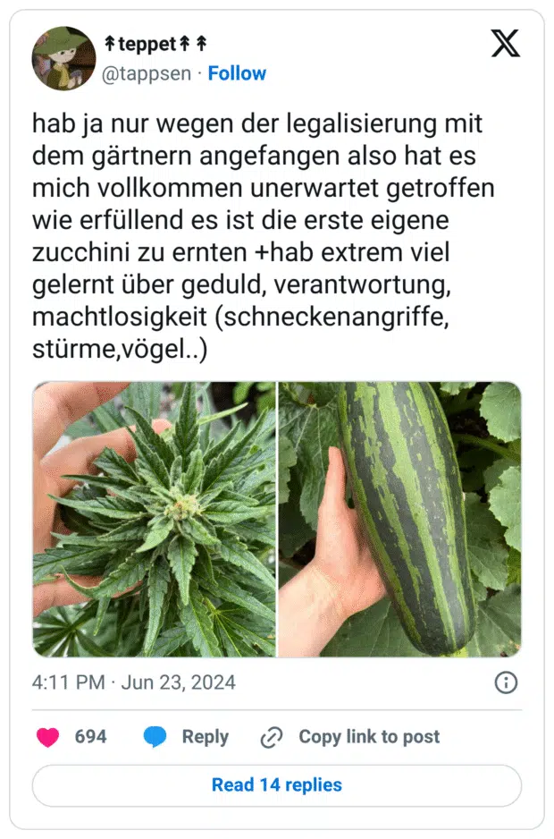hab ja nur wegen der legalisierung mit dem gärtnern angefangen also hat es mich vollkommen unerwartet getroffen wie erfüllend es ist die erste eigene zucchini zu ernten +hab extrem viel gelernt über geduld, verantwortung, machtlosigkeit (schneckenangriffe, stürme,vögel..)
