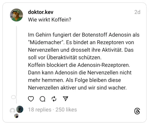 Wie wirkt Koffein?
Im Gehirn fungiert der Botenstoff Adenosin als "Müdemacher". Es bindet an Rezeptoren von Nervenzellen und drosselt ihre Aktivität. Das soll vor Überaktivität schützen.
Koffein blockiert die Adenosin-Rezeptoren. Dann kann Adenosin die Nervenzellen nicht mehr hemmen. Als Folge bleiben diese Nervenzellen aktiver und wir sind wacher.
