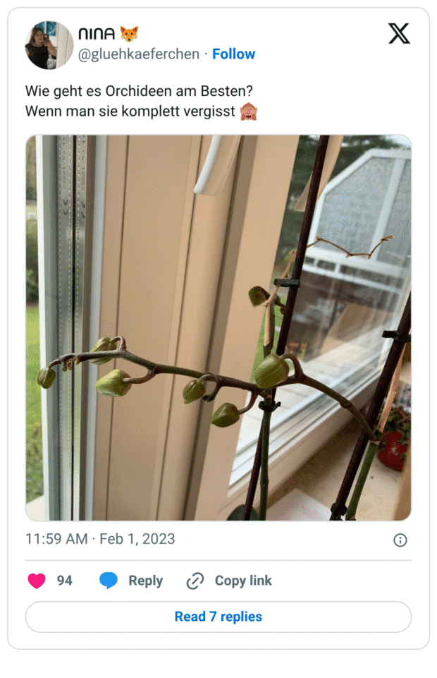 Wie geht es Orchideen am Besten?
Wenn man sie komplett vergisst