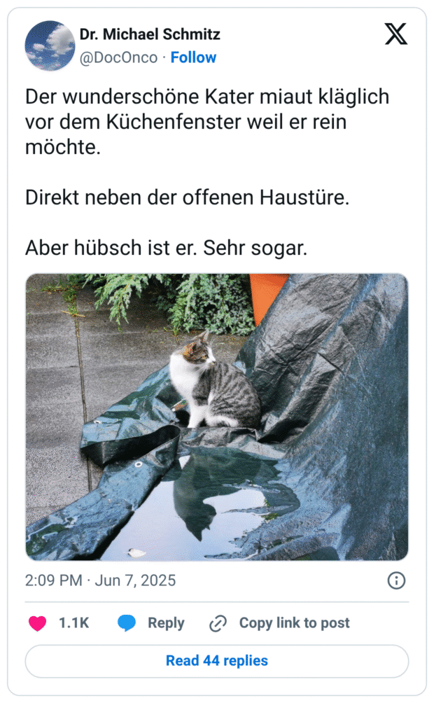 Der wunderschöne Kater miaut kläglich vor dem Küchenfenster weil er rein möchte.

Direkt neben der offenen Haustüre.

Aber hübsch ist er. Sehr sogar.