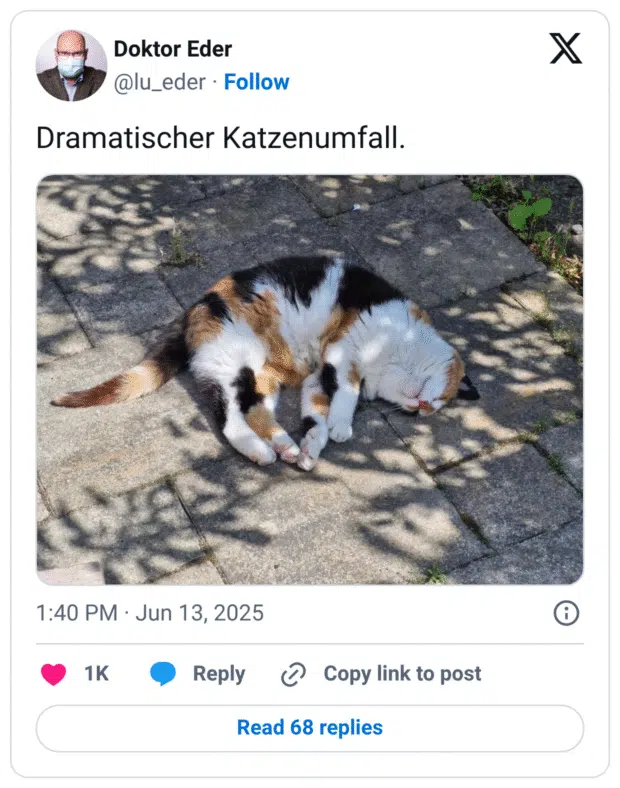Dramatischer Katzenumfall.

