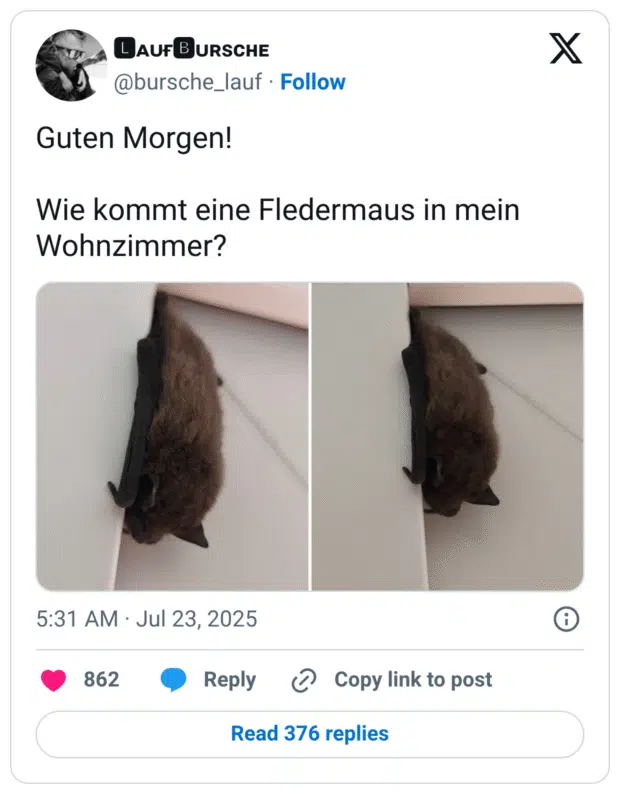 Guten Morgen! 

Wie kommt eine Fledermaus in mein Wohnzimmer?