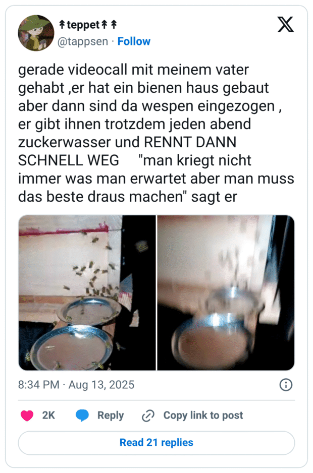 gerade videocall mit meinem vater gehabt ,er hat ein bienen haus gebaut aber dann sind da wespen eingezogen , er gibt ihnen trotzdem jeden abend zuckerwasser und RENNT DANN SCHNELL WEG "man kriegt nicht immer was man erwartet aber man muss das beste draus machen" sagt er