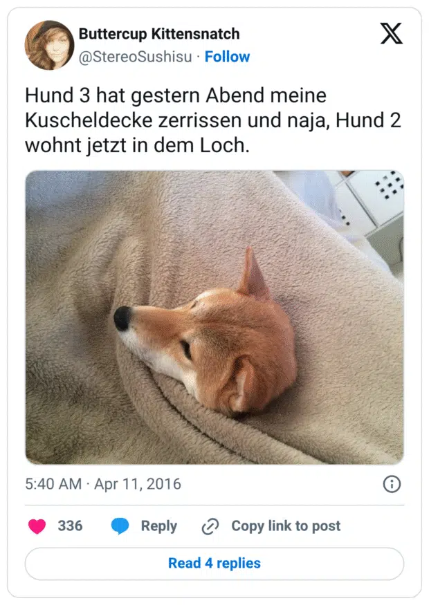 Hund 3 hat gestern Abend meine Kuscheldecke zerrissen und naja, Hund 2 wohnt jetzt in dem Loch.