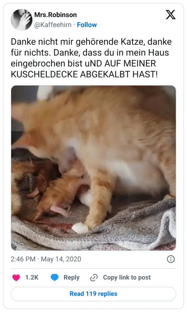 Danke nicht mir gehörende Katze, danke für nichts. Danke, dass du in mein Haus eingebrochen bist uND AUF MEINER KUSCHELDECKE ABGEKALBT HAST!