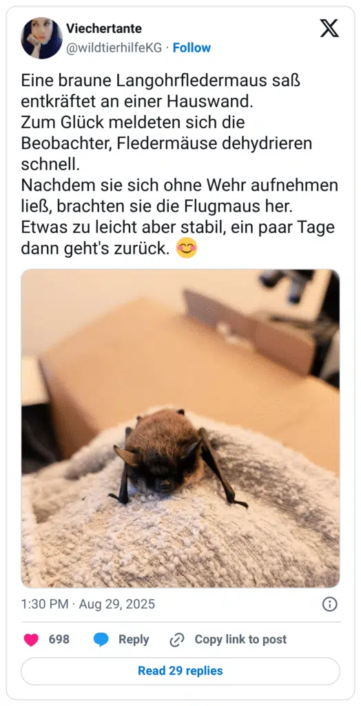 Eine braune Langohrfledermaus saß entkräftet an einer Hauswand. Zum Glück meldeten sich die Beobachter, Fledermäuse dehydrieren schnell. Nachdem sie sich ohne Wehr aufnehmen ließ, brachten sie die Flugmaus her. Etwas zu leicht aber stabil, ein paar Tage dann geht's zurück. 😊