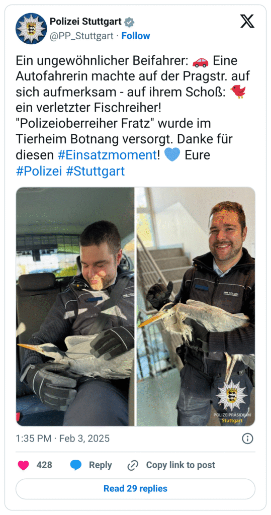 Ein ungewöhnlicher Beifahrer: 🚗 Eine Autofahrerin machte auf der Pragstr. auf sich aufmerksam - auf ihrem Schoß: 🐦 ein verletzter Fischreiher! "Polizeioberreiher Fratz" wurde im Tierheim Botnang versorgt. Danke für diesen #Einsatzmoment! 💙 Eure #Polizei #Stuttgart