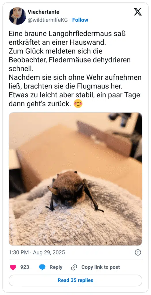 Eine braune Langohrfledermaus saß entkräftet an einer Hauswand. Zum Glück meldeten sich die Beobachter, Fledermäuse dehydrieren schnell. Nachdem sie sich ohne Wehr aufnehmen ließ, brachten sie die Flugmaus her. Etwas zu leicht aber stabil, ein paar Tage dann geht's zurück. 😊