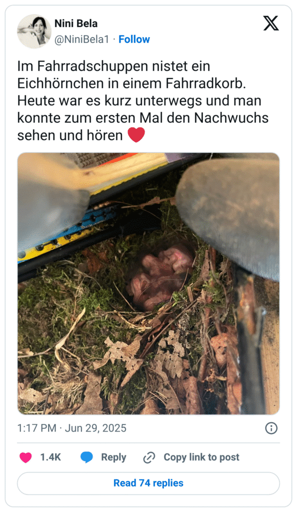 Im Fahrradschuppen nistet ein Eichhörnchen in einem Fahrradkorb. Heute war es kurz unterwegs und man konnte zum ersten Mal den Nachwuchs sehen und hören