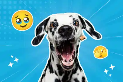 Dalmatiner mit offenem Maul und Keks an der Backe – dieser Blick sagt eindeutig: Urlaub ohne mich? Ganz sicher nicht.