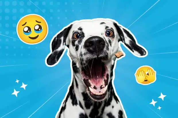 Dalmatiner mit offenem Maul und Keks an der Backe – dieser Blick sagt eindeutig: Urlaub ohne mich? Ganz sicher nicht.