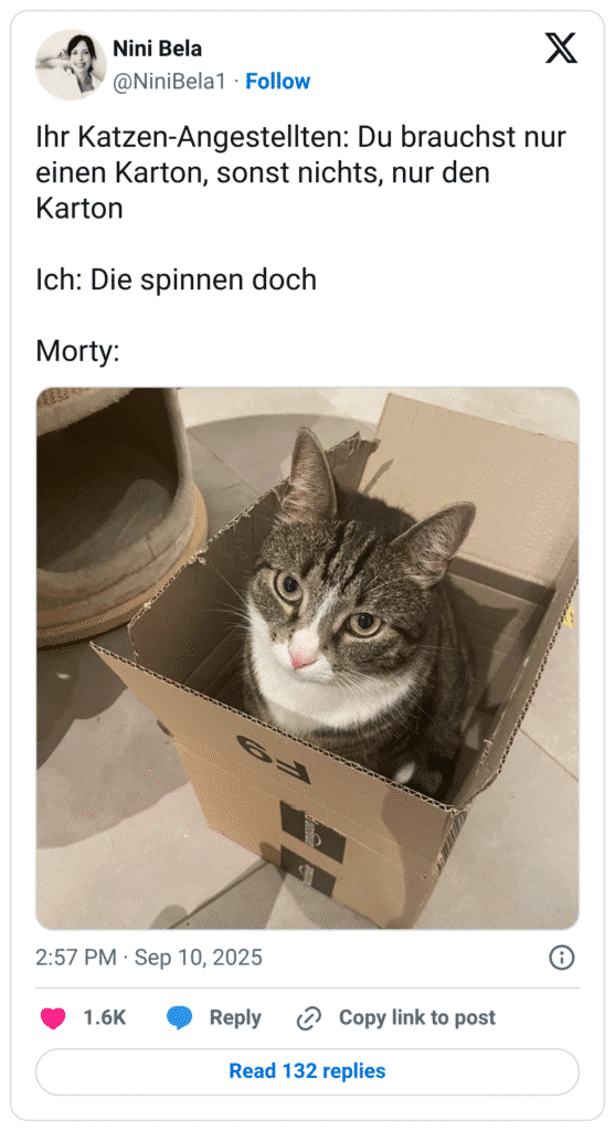 Ihr Katzen-Angestellten: Du brauchst nur einen Karton, sonst nichts, nur den Karton Ich: Die spinnen doch Morty: