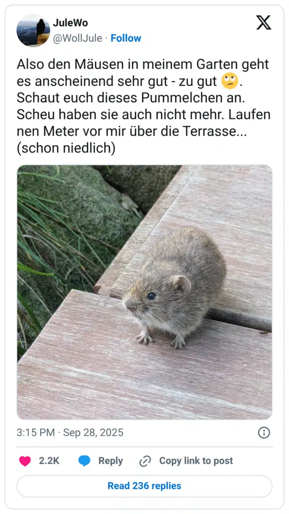 Also den Mäusen in meinem Garten geht es anscheinend sehr gut - zu gut 🙄. Schaut euch dieses Pummelchen an. Scheu haben sie auch nicht mehr. Laufen nen Meter vor mir über die Terrasse... (schon niedlich)