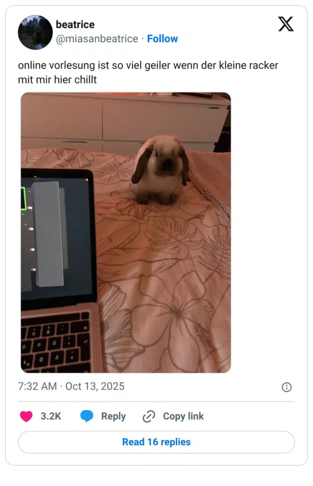 online vorlesung ist so viel geiler wenn der kleine racker mit mir hier chillt