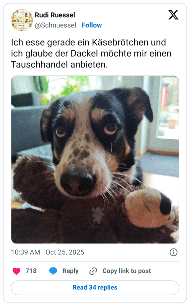Ich esse gerade ein Käsebrötchen und ich glaube der Dackel möchte mir einen Tauschhandel anbieten.