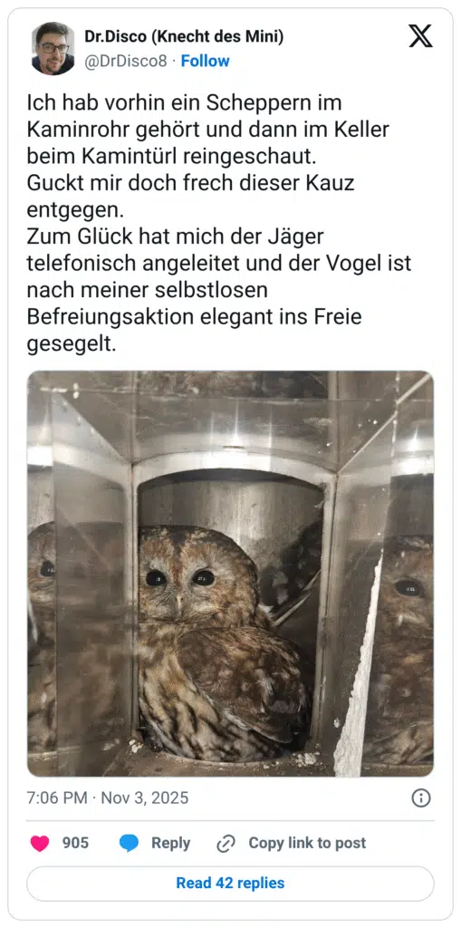 Ich hab vorhin ein Scheppern im Kaminrohr gehört und dann im Keller beim Kamintürl reingeschaut. Guckt mir doch frech dieser Kauz entgegen. Zum Glück hat mich der Jäger telefonisch angeleitet und der Vogel ist nach meiner selbstlosen Befreiungsaktion elegant ins Freie gesegelt.