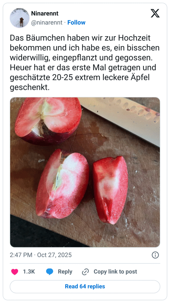 Das Bäumchen haben wir zur Hochzeit bekommen und ich habe es, ein bisschen widerwillig, eingepflanzt und gegossen. Heuer hat er das erste Mal getragen und geschätzte 20-25 extrem leckere Äpfel geschenkt.