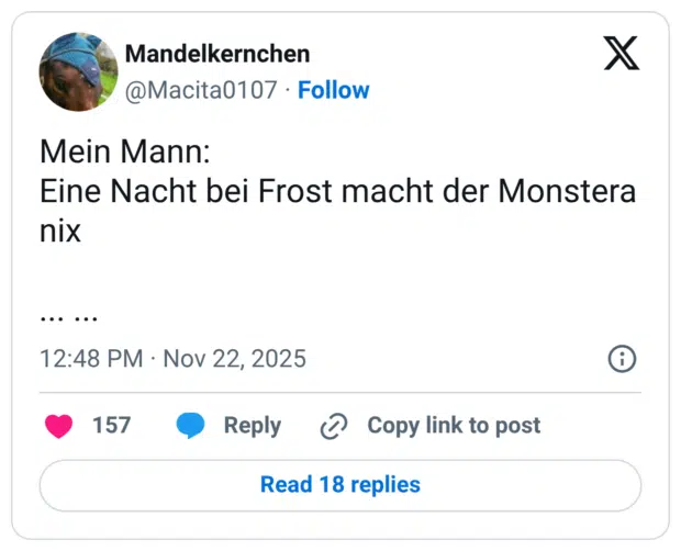Mein Mann: Eine Nacht bei Frost macht der Monstera nix ...
