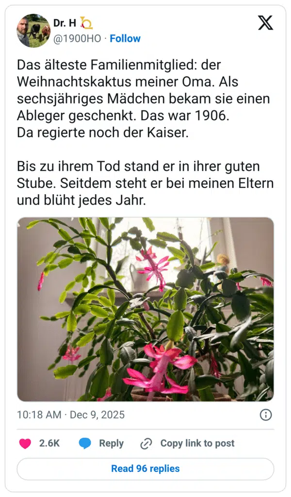 Das älteste Familienmitglied: der Weihnachtskaktus meiner Oma. Als sechsjähriges Mädchen bekam sie einen Ableger geschenkt. Das war 1906. Da regierte noch der Kaiser. Bis zu ihrem Tod stand er in ihrer guten Stube. Seitdem steht er bei meinen Eltern und blüht jedes Jahr.