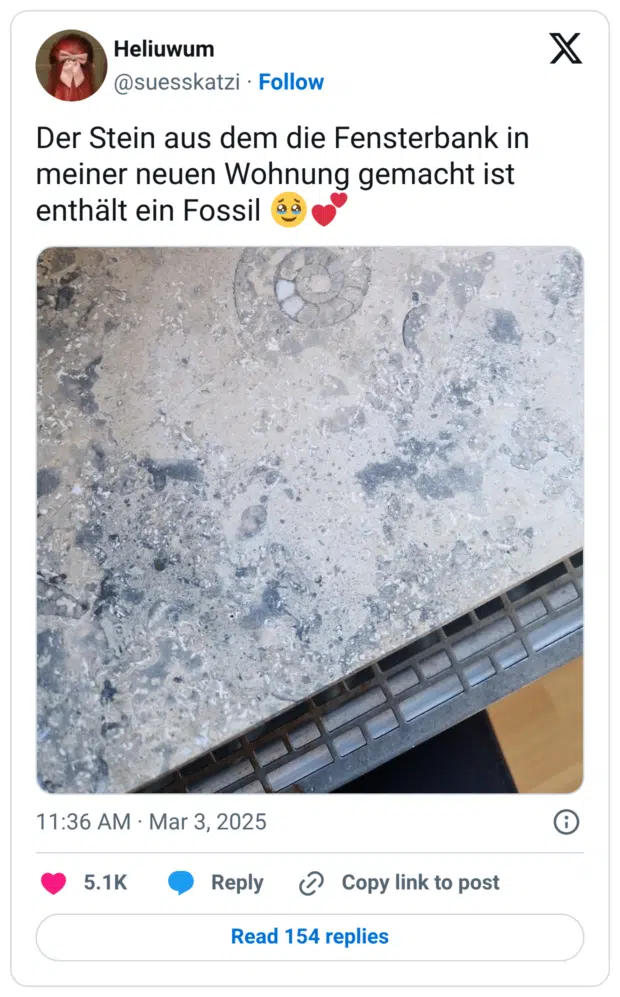 Der Stein aus dem die Fensterbank in meiner neuen Wohnung gemacht ist enthält ein Fossil 🥹💕