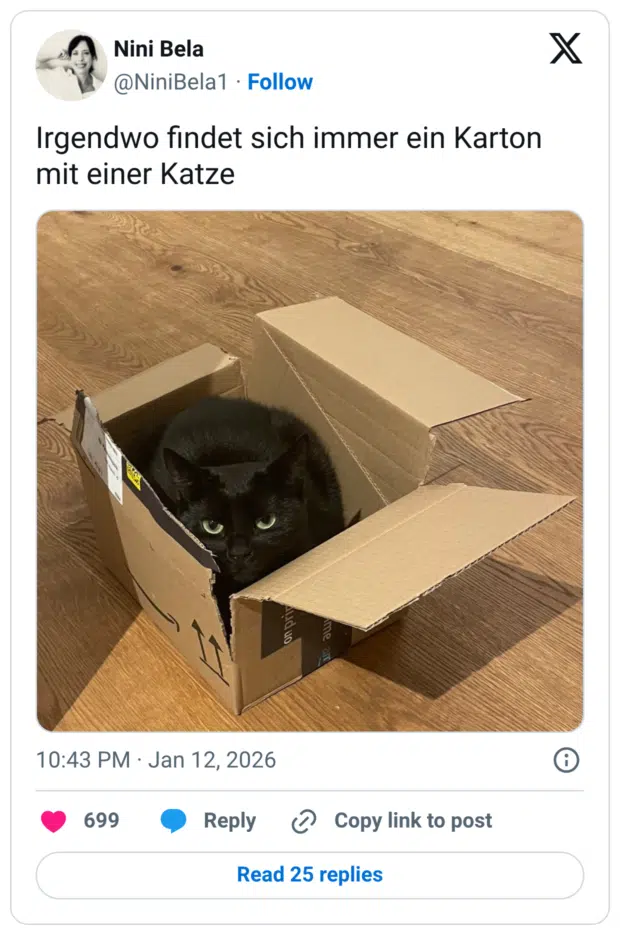 Irgendwo findet sich immer ein Karton mit einer Katze