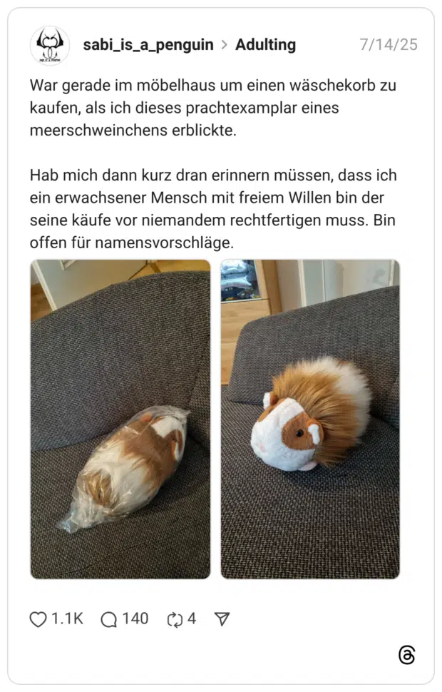 War gerade im möbelhaus um einen wäschekorb zu kaufen, als ich dieses prachtexamplar eines meerschweinchens erblickte. Hab mich dann kurz dran erinnern müssen, dass ich ein erwachsener Mensch mit freiem Willen bin der seine käufe vor niemandem rechtfertigen muss. Bin offen für namensvorschläge.