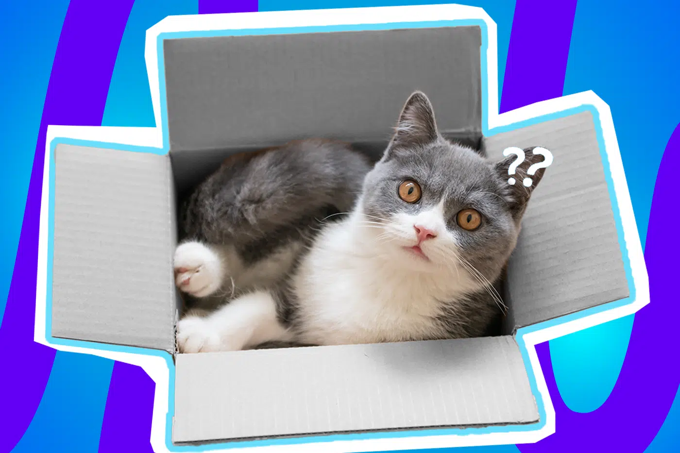 Humorvolle Collage zum Thema Ausmisten, Frühjahrsputz und Ablenkung im Haushalt: Im Zentrum sitzt eine flauschige, grau-weiße Katze gemütlich in einem aufgeschlagenen, leeren Pappkarton. Sie blickt mit großen, bernsteinfarbenen Augen völlig unschuldig und leicht irritiert nach oben in die Kamera. Zwei kleine, schwebende weiße Fragezeichen-Icons neben ihrem Kopf und das Pop-Art-Motiv vor einem markanten blau-violetten Wellen-Hintergrund visualisieren pointiert das klassische Chaos beim Aufräumen, die ständige Ablenkung durch Haustiere oder nostalgische Erinnerungsstücke und den amüsanten Moment, in dem die Kiste für die ausgemusterten Dinge kurzerhand annektiert wird.