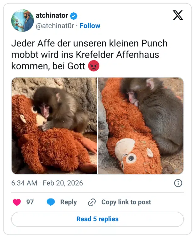 Jeder Affe der unseren kleinen Punch mobbt wird ins Krefelder Affenhaus kommen, bei Gott 😡