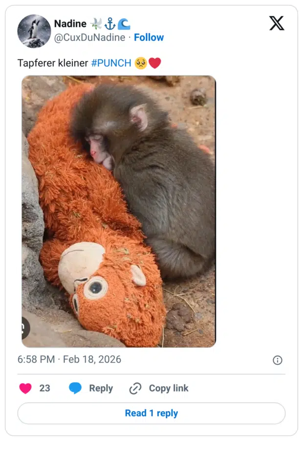 Tapferer kleiner #PUNCH 🥺❤️