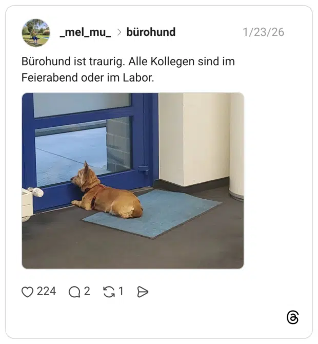 Bürohund ist traurig. Alle Kollegen sind im Feierabend oder im Labor.